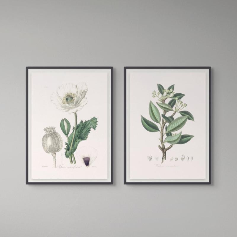 Set "Arte Herbarium III" Art Prints