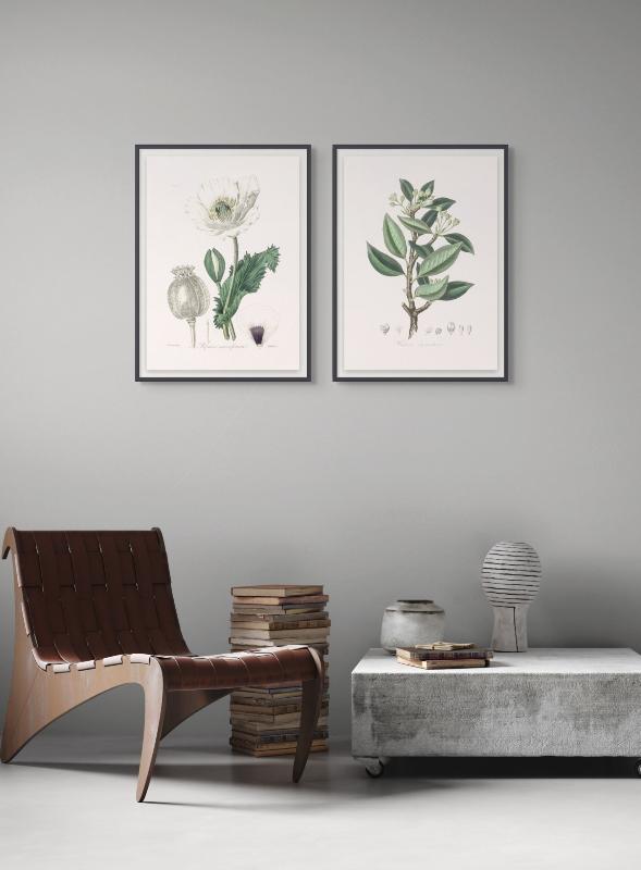 Set "Arte Herbarium III" Art Prints