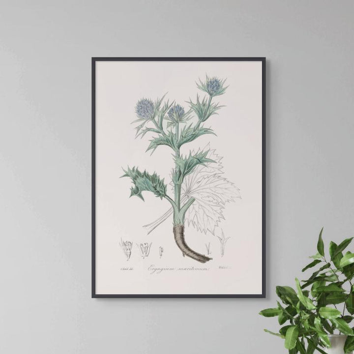 The Sea Holly (eryngium Mmaritimum) Medical Botany Art print