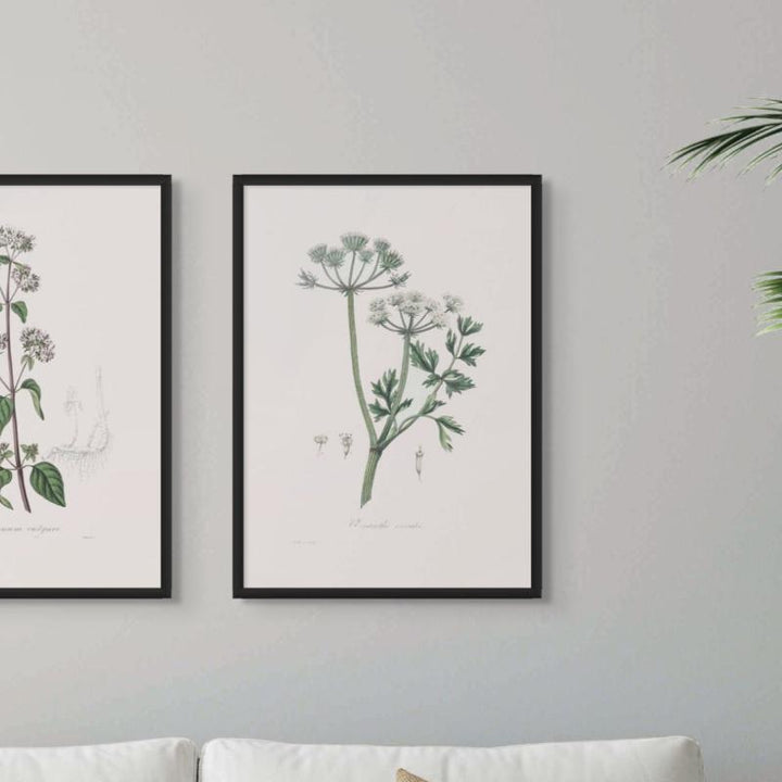 Water Dropwort (onanthe Grocata) Medical Botany Art print