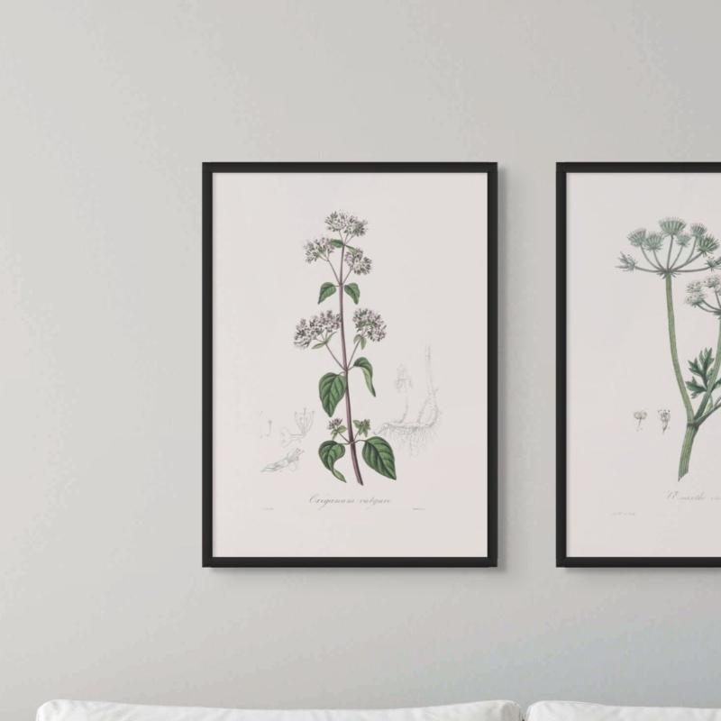 Oregano (origanum Vulgare) Medical Botany Art print