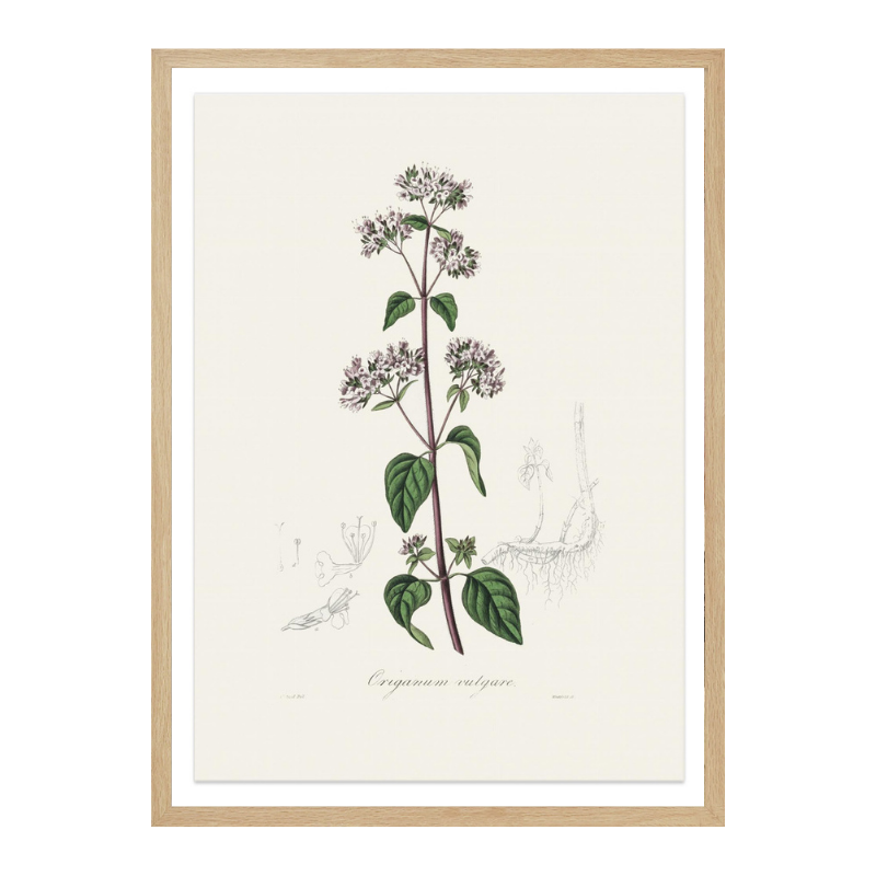 Oregano (origanum Vulgare) Medical Botany Art print