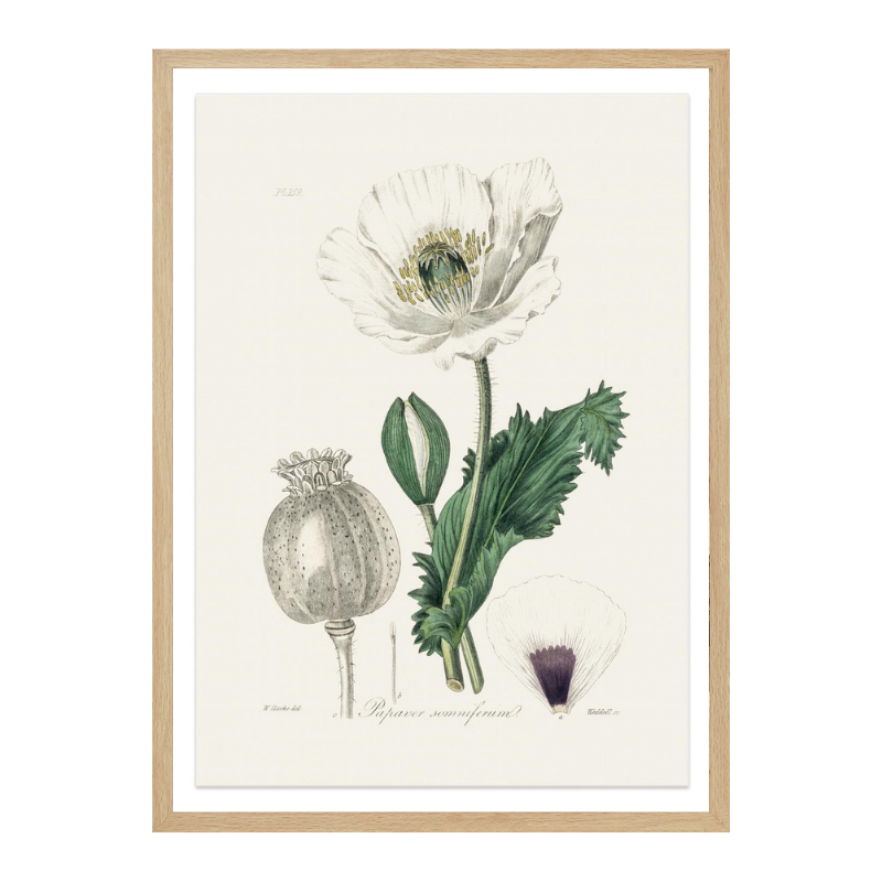 Opium Poppy (papaver Somniferum) Medical Botany Art print