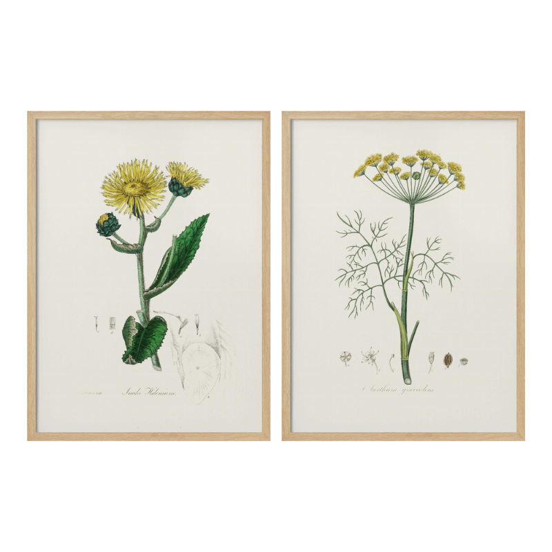 Set "Arte Herbarium II" Art Prints