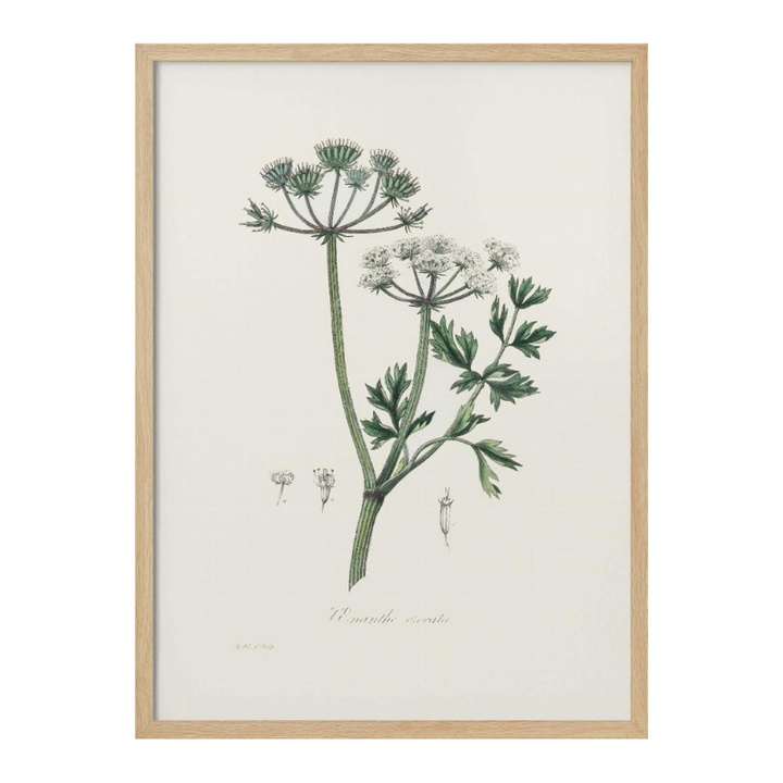 Water Dropwort (onanthe Grocata) Medical Botany Art print