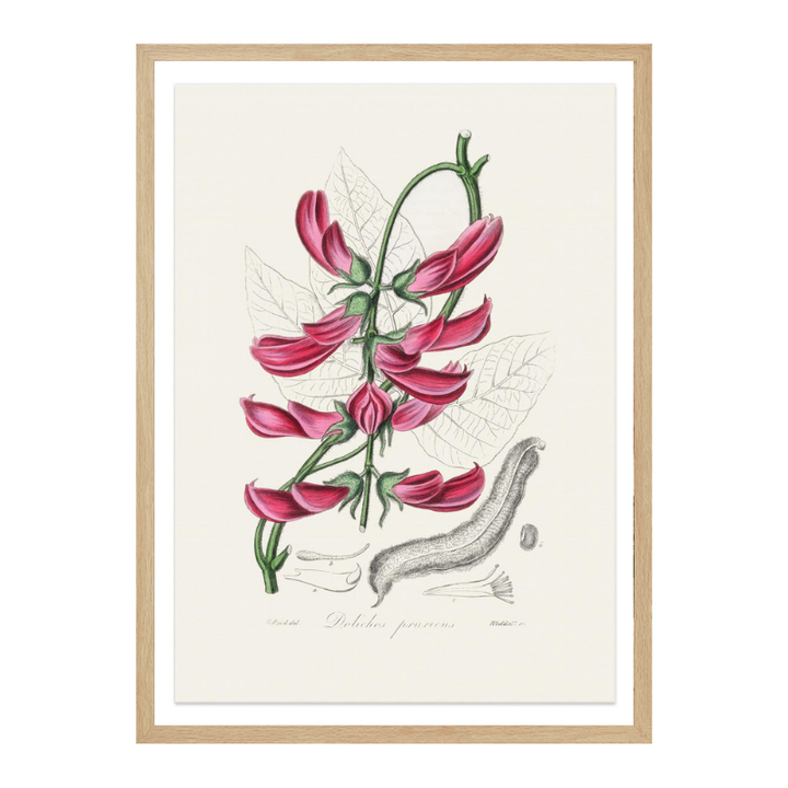 Mucuna Pruriens (dolichos Pruriens) Medical Botany Art print