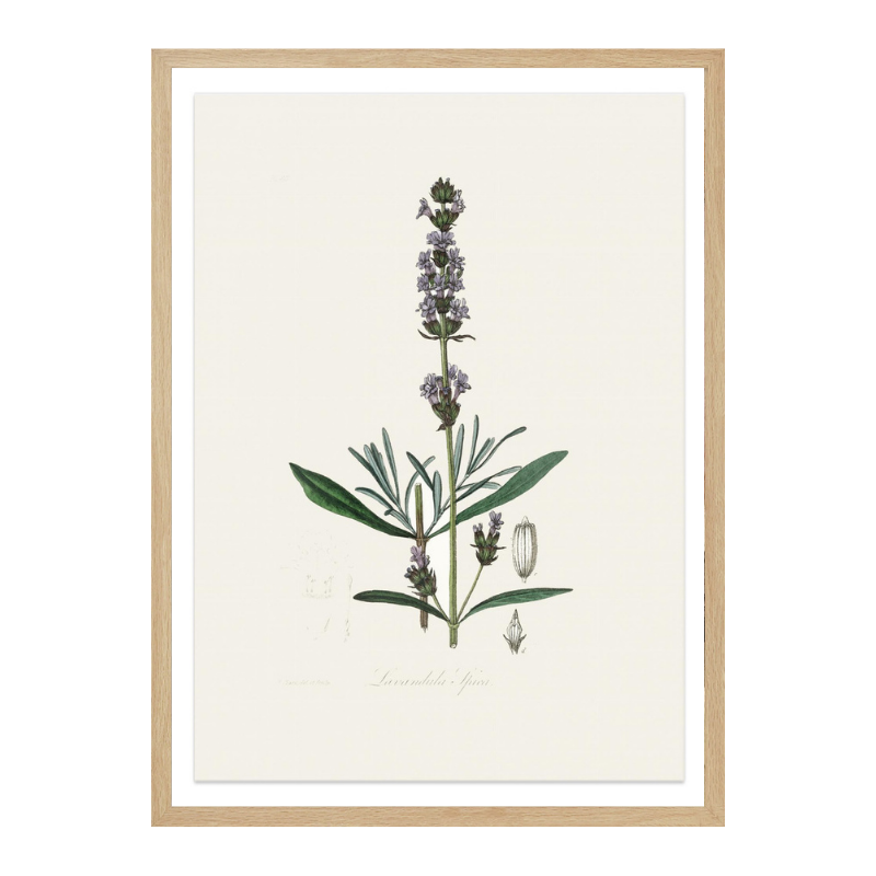 Lavender (lavandula Ipica) Medical Botany Art print