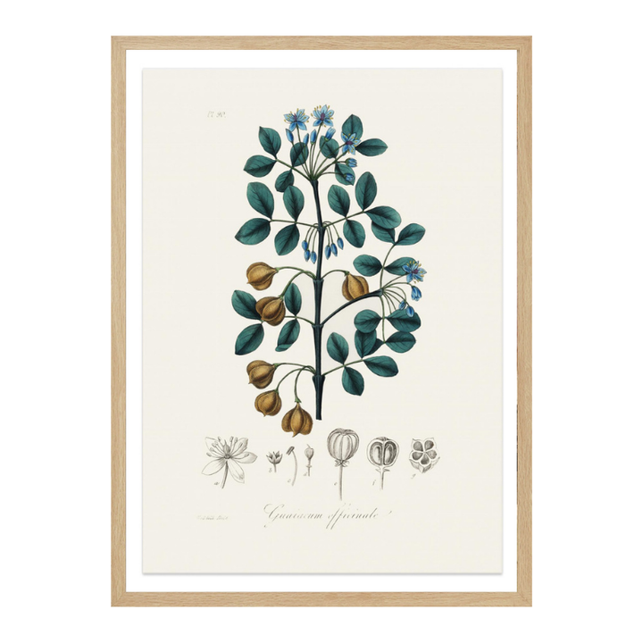 Guaiacwood (guaiacum Officinale) Medical Botany Art Print