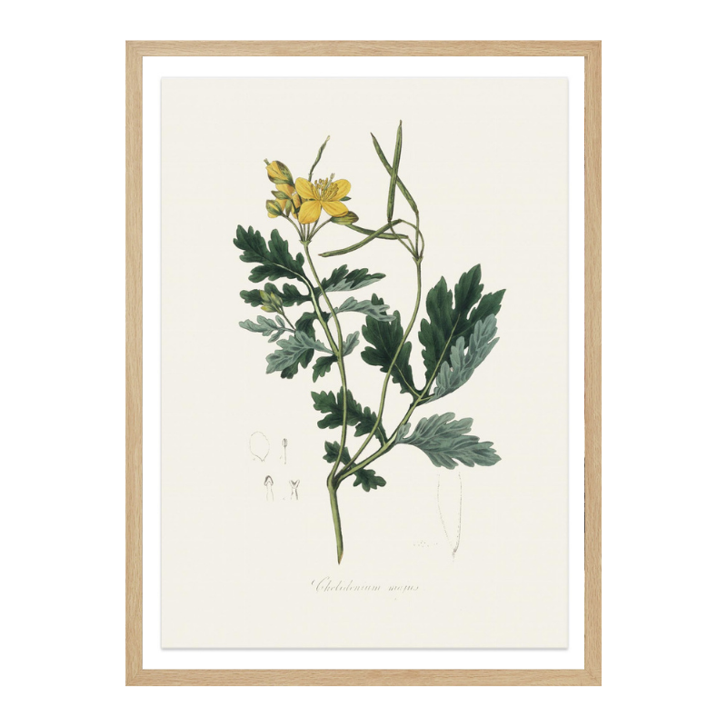 Greater Celandine (chelidonium Majus) Medical Botany Art print