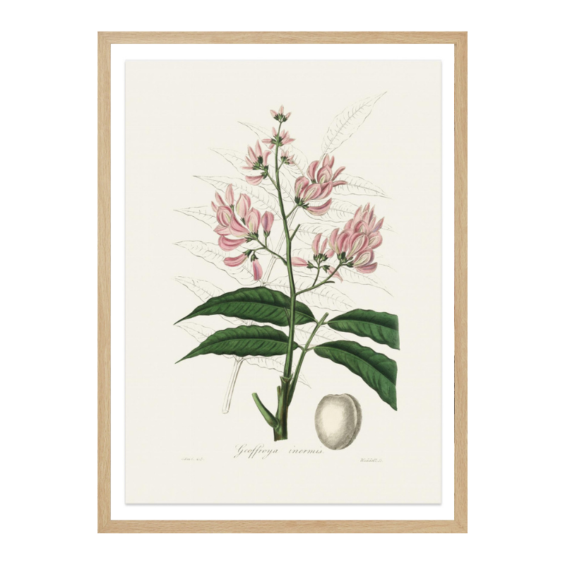 Geoffroya Inermis Medical Botany Art print