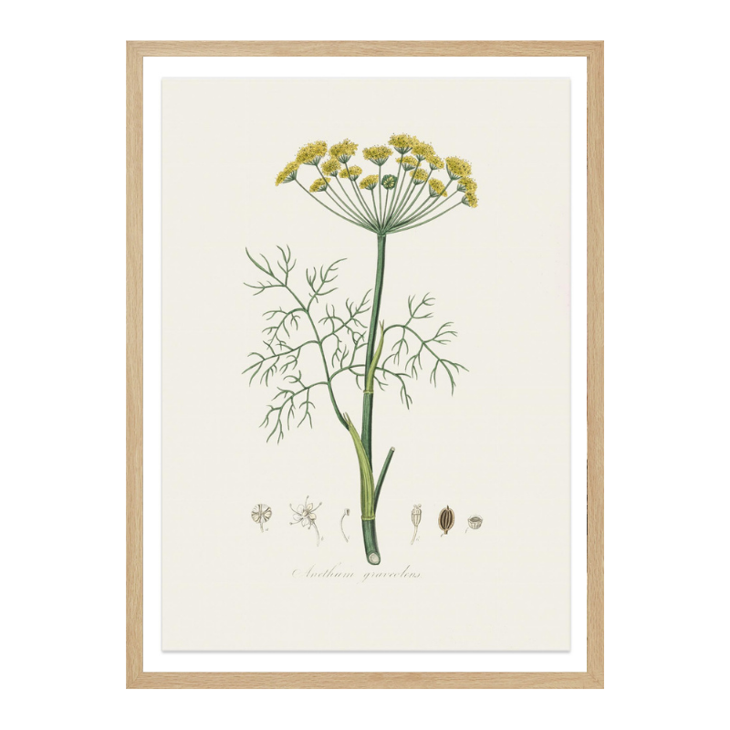 Dill (anethum Graveolens)  Medical Botany Art print