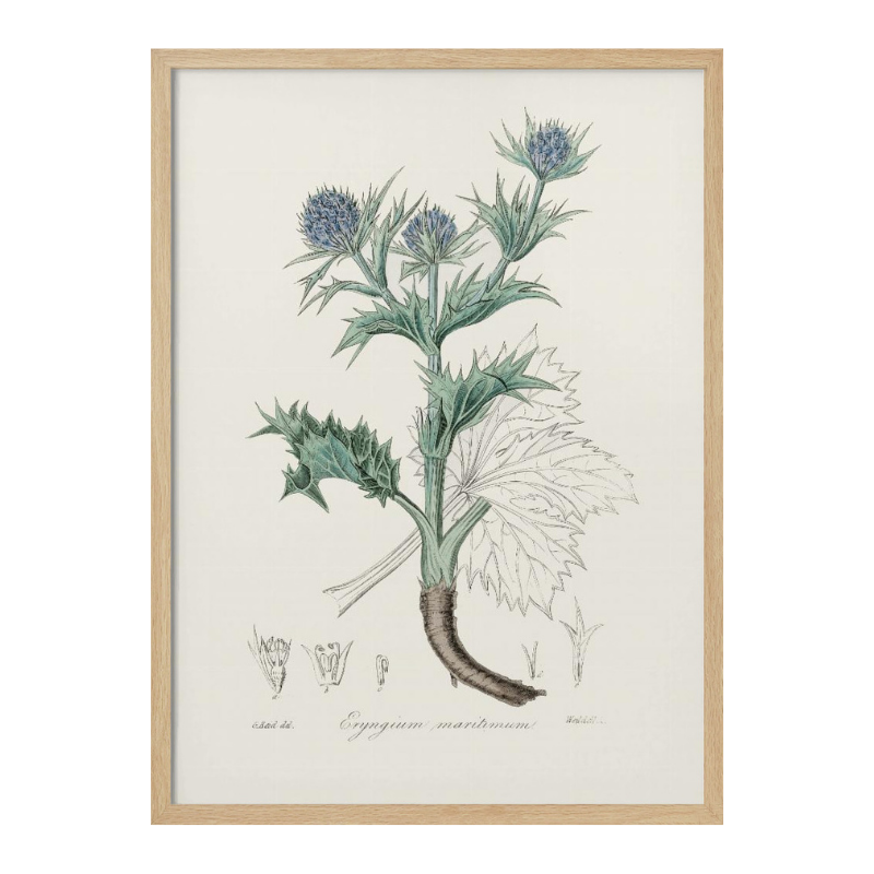 The Sea Holly (eryngium Mmaritimum) Medical Botany Art print