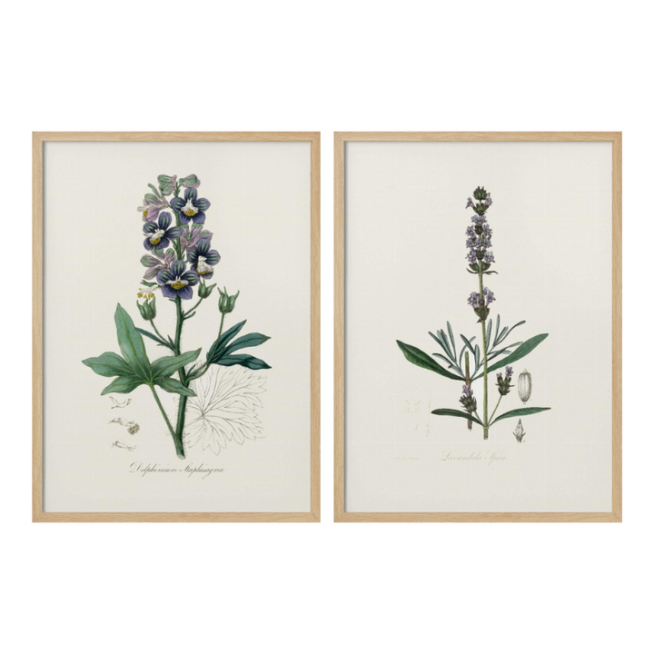 Set "Arte Herbarium I" Art Prints