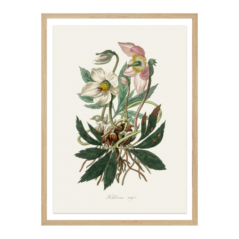 Christmas Rose (helleborus Niger)  Medical Botany Art Print