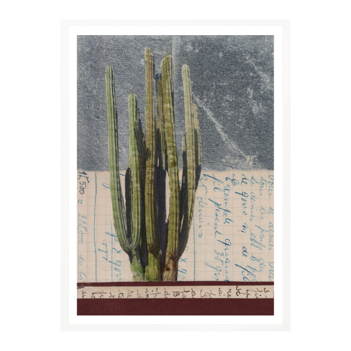 Cuadro "Vintage Cactus Study"