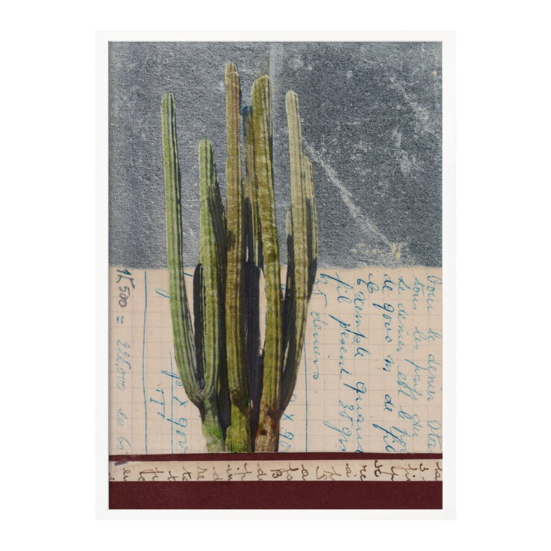Cuadro "Vintage Cactus Study"