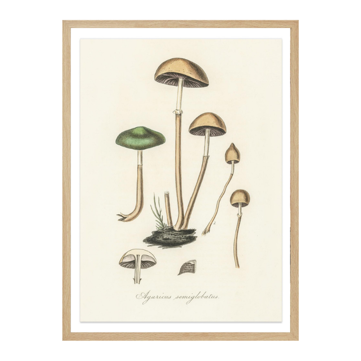 Agaricus Semiglobatus Art Print