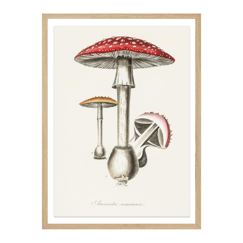 Amanita Muscaria Art Print