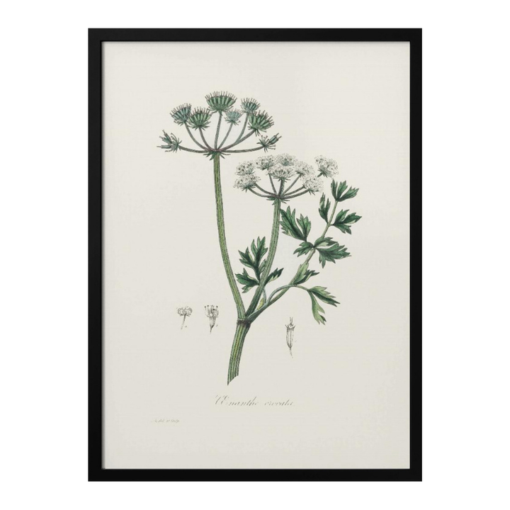 Water Dropwort (onanthe Grocata) Medical Botany Art print