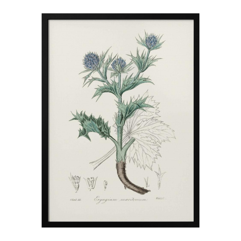 The Sea Holly (eryngium Mmaritimum) Medical Botany Art print