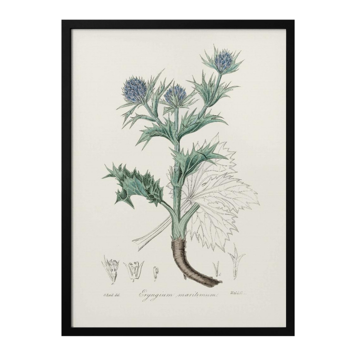 The Sea Holly (eryngium Mmaritimum) Medical Botany Art print