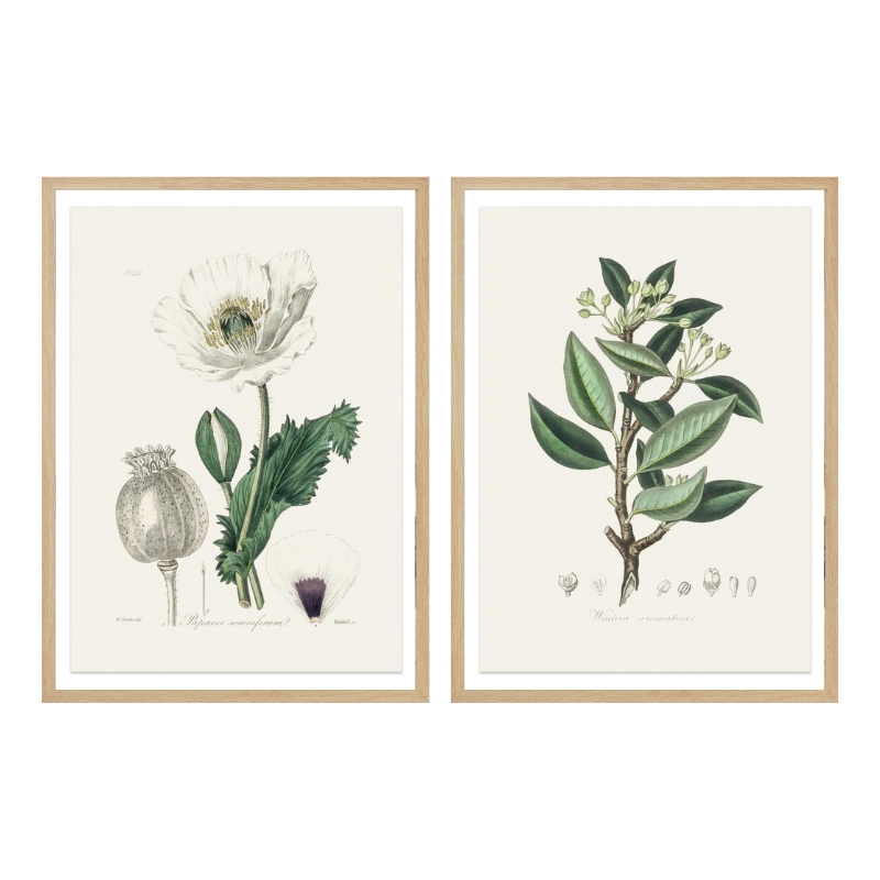 Set "Arte Herbarium III" Art Prints