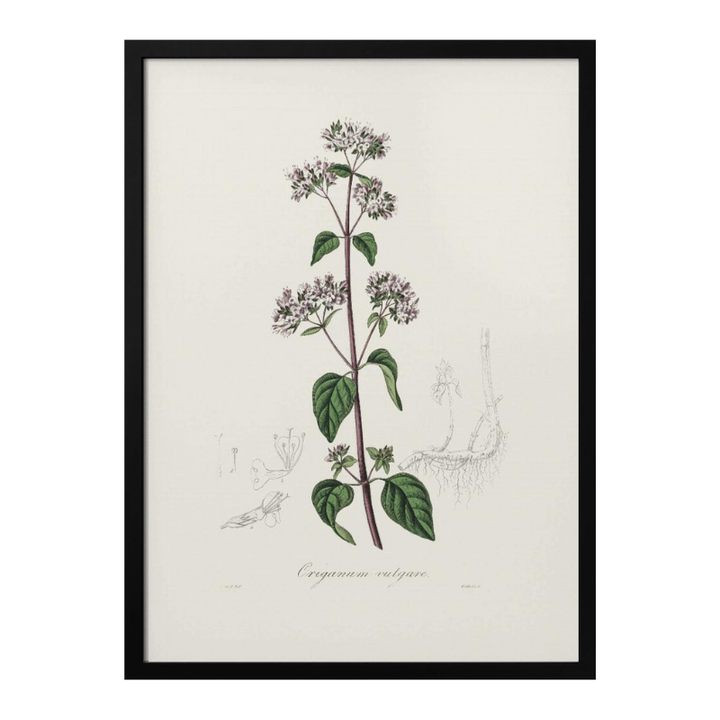 Oregano (origanum Vulgare) Medical Botany Art print