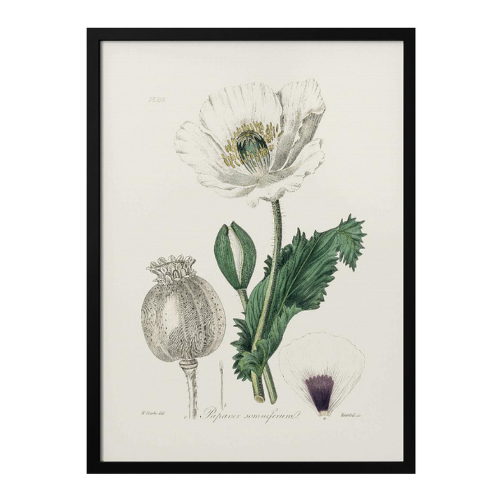 Opium Poppy (papaver Somniferum) Medical Botany Art print