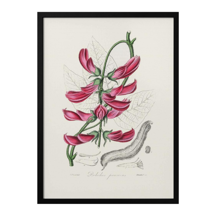 Mucuna Pruriens (dolichos Pruriens) Medical Botany Art print