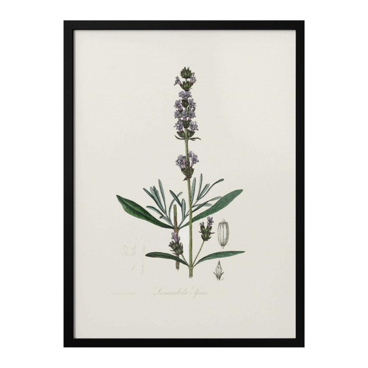 Lavender (lavandula Ipica) Medical Botany Art print