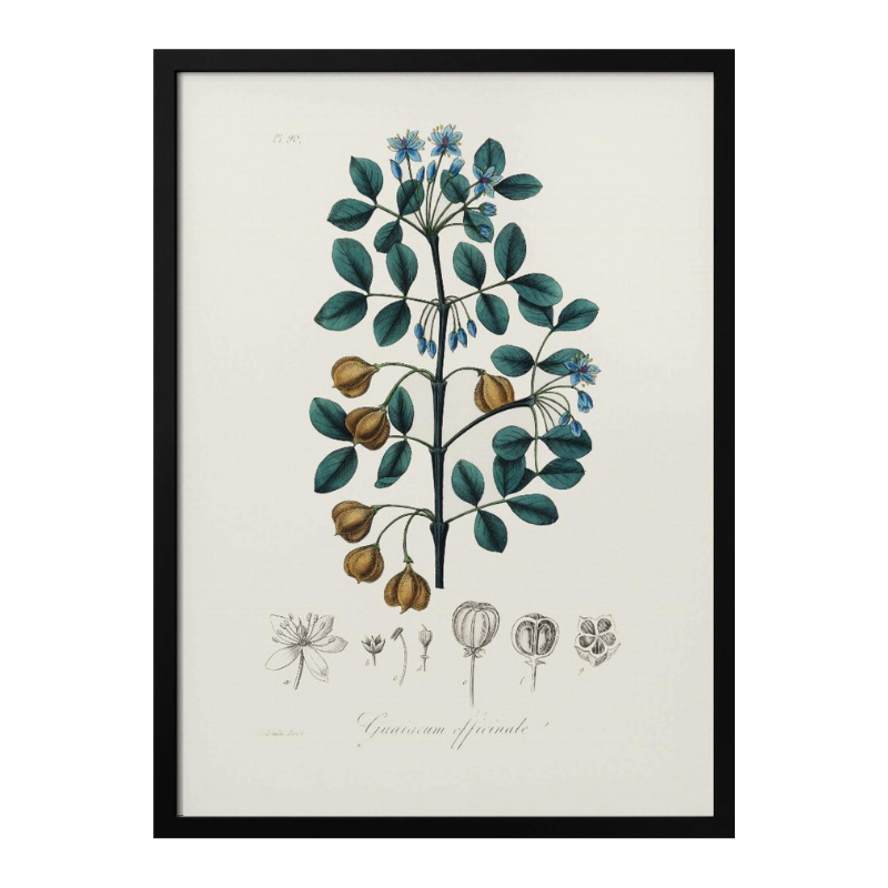 Guaiacwood (guaiacum Officinale) Medical Botany Art Print