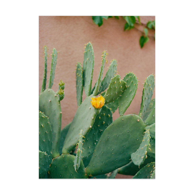 Cactus Art Print