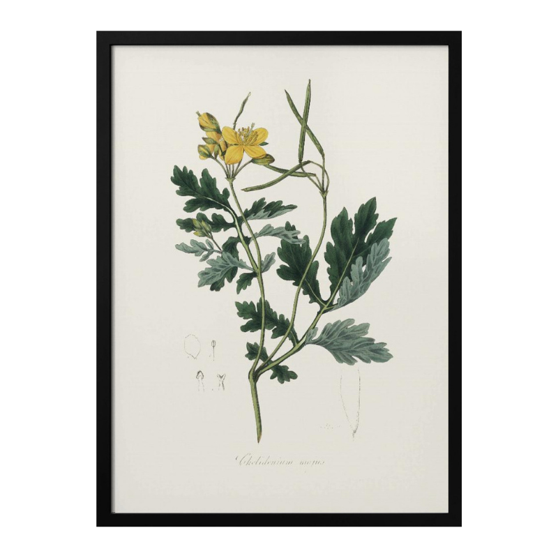 Greater Celandine (chelidonium Majus) Medical Botany Art print