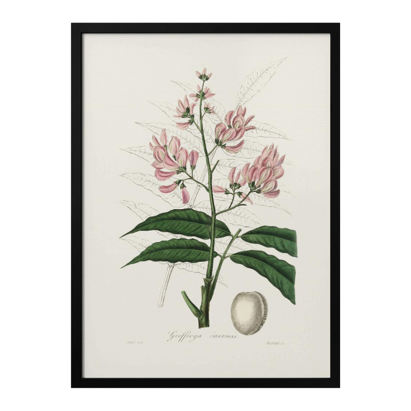 Geoffroya Inermis Medical Botany Art print