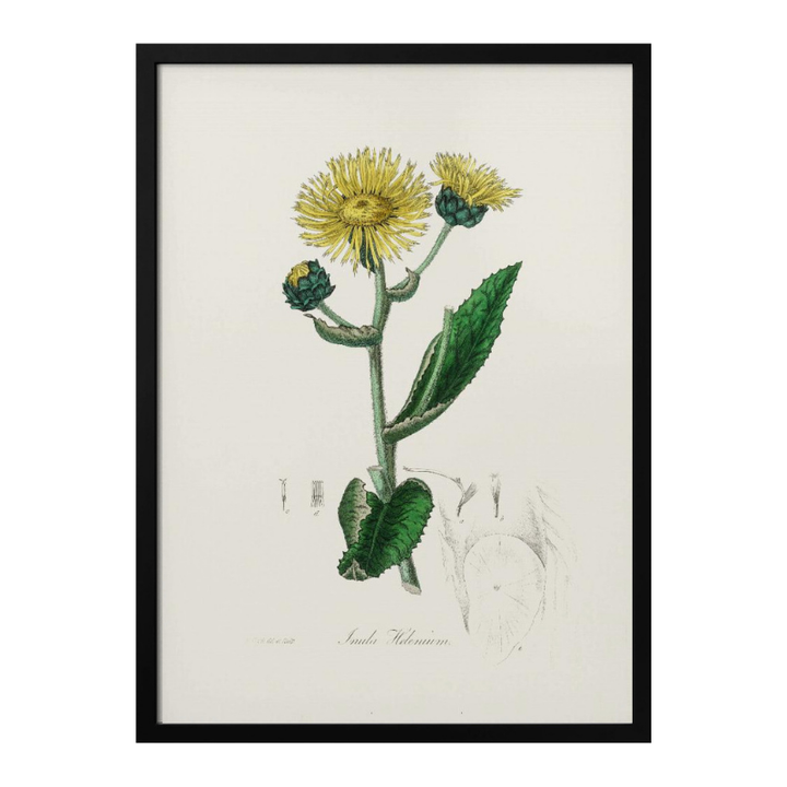 Elecampane (inula Helenium) Medical Botany Art print