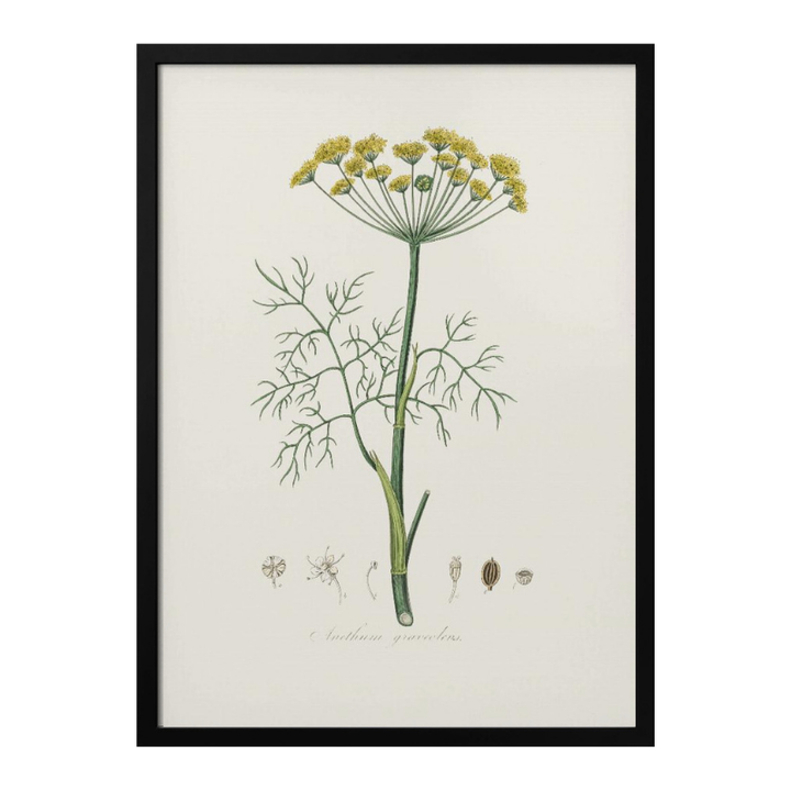 Dill (anethum Graveolens)  Medical Botany Art print