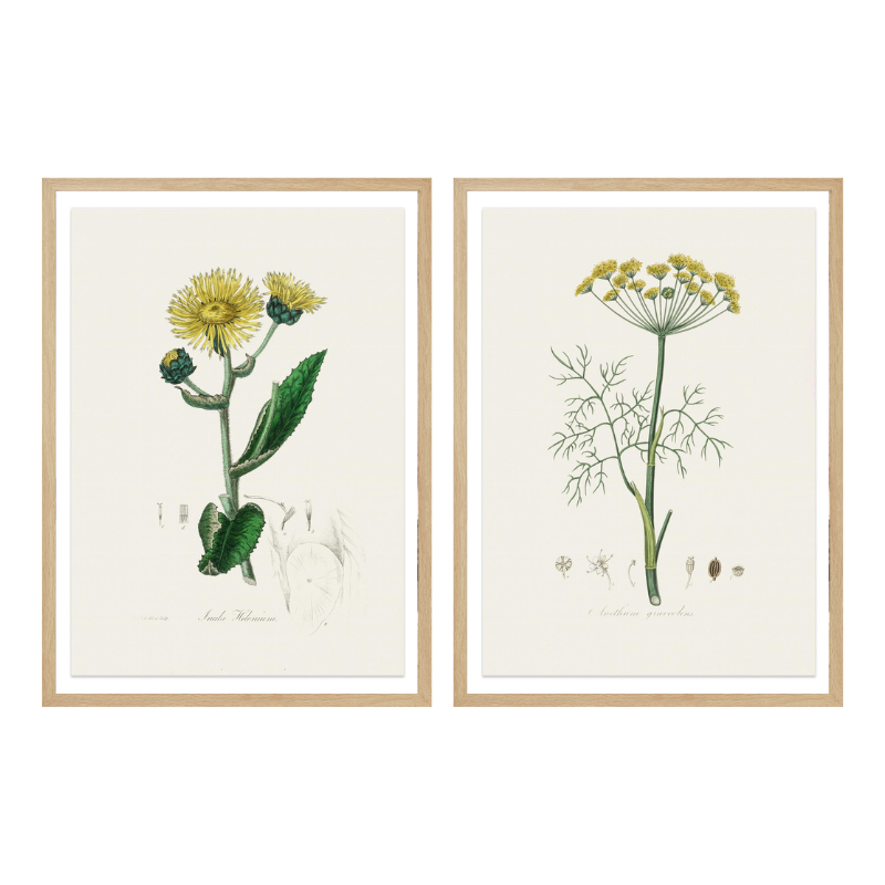 Set "Arte Herbarium II" Art Prints