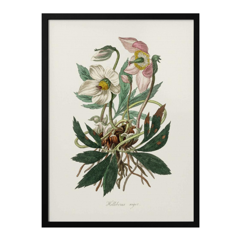 Christmas Rose (helleborus Niger)  Medical Botany Art Print