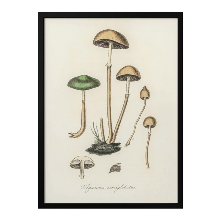 Agaricus Semiglobatus Art Print