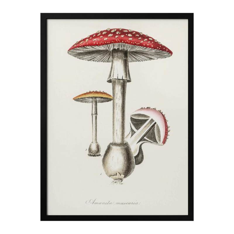 Amanita Muscaria Art Print