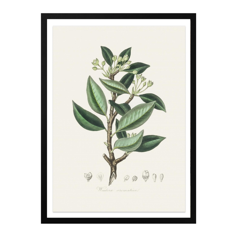 Wintera Aromatica Medical Botany Art print