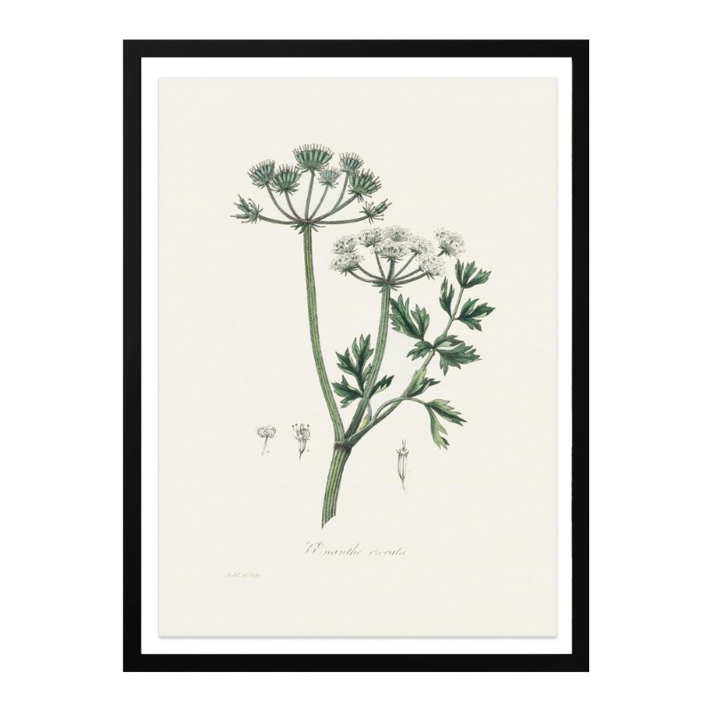 Water Dropwort (onanthe Grocata) Medical Botany Art print