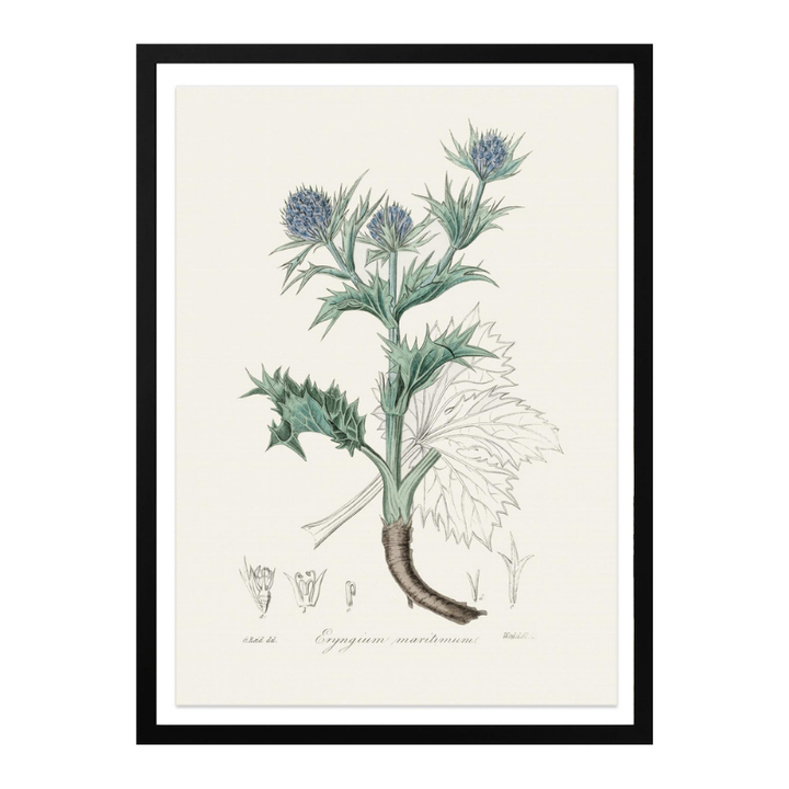 The Sea Holly (eryngium Mmaritimum) Medical Botany Art print