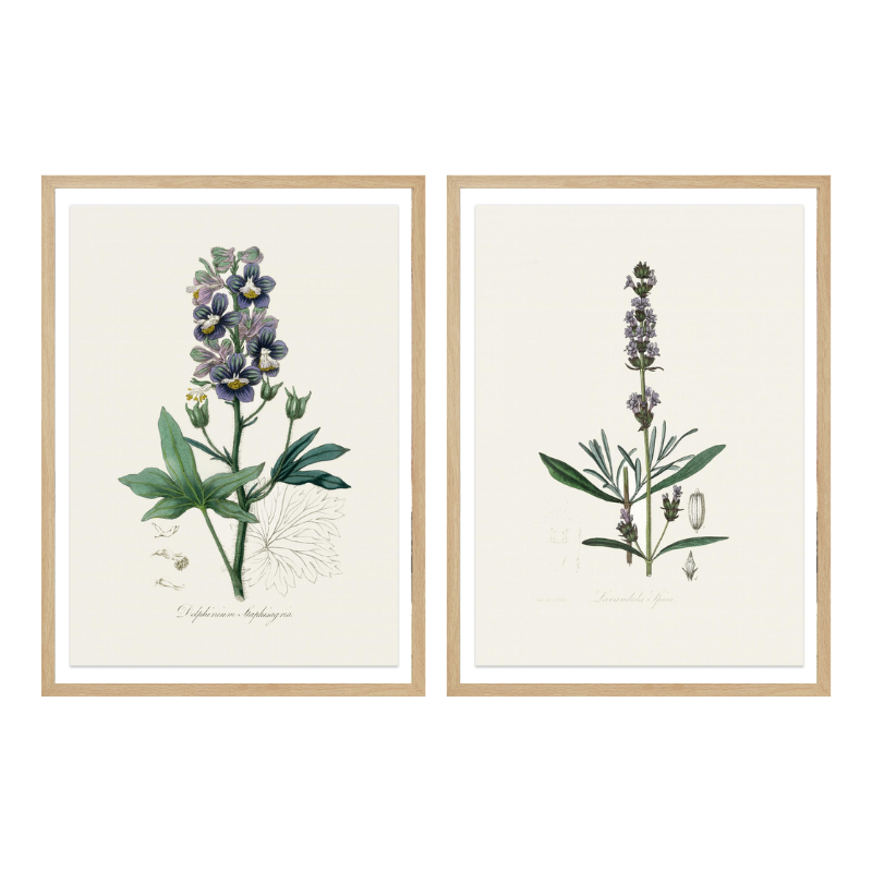 Set "Arte Herbarium I" Art Prints