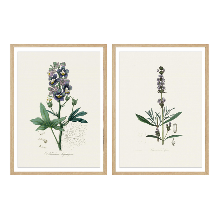 Set "Arte Herbarium I" Art Prints