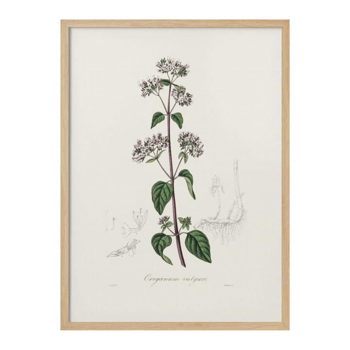 Oregano (origanum Vulgare) Medical Botany Art print