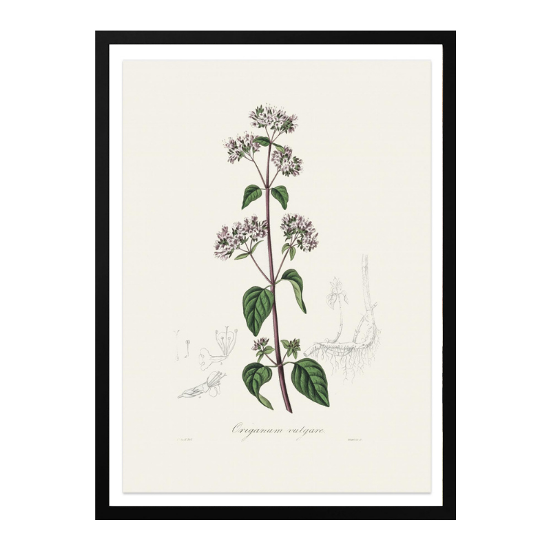 Oregano (origanum Vulgare) Medical Botany Art print