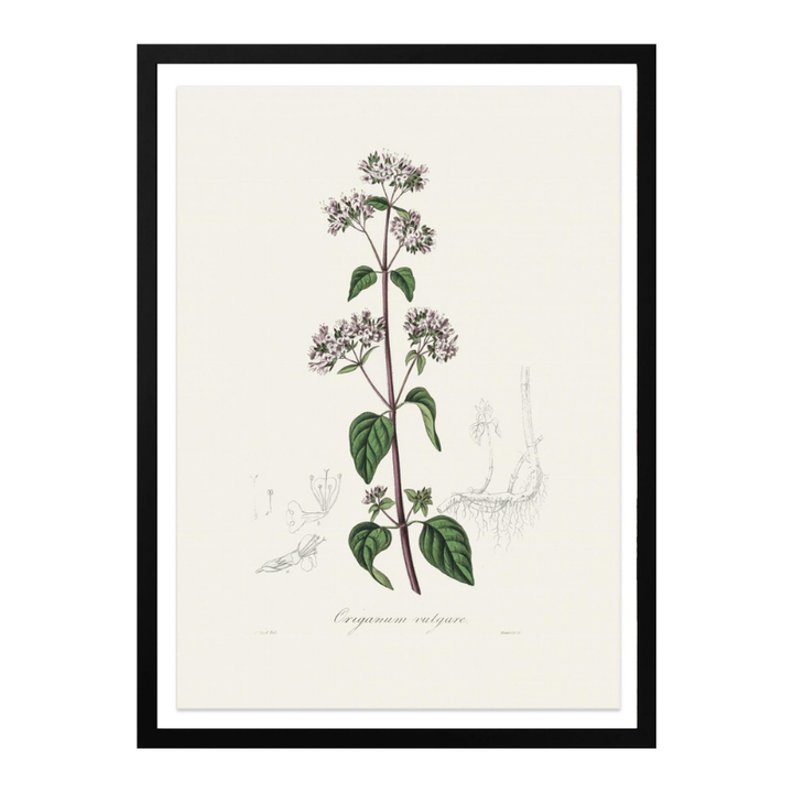 Oregano (origanum Vulgare) Medical Botany Art print