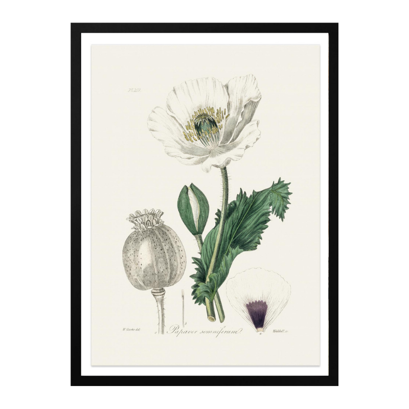 Opium Poppy (papaver Somniferum) Medical Botany Art print