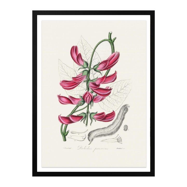 Mucuna Pruriens (dolichos Pruriens) Medical Botany Art print